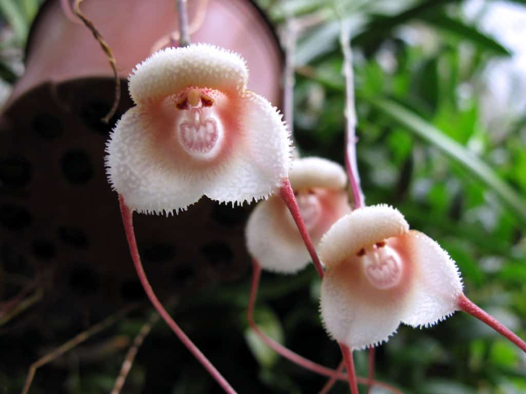Orchidée tête de singe