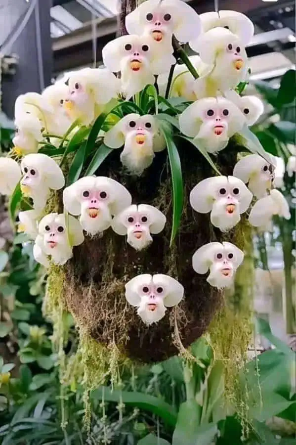 Orchidée suspendue