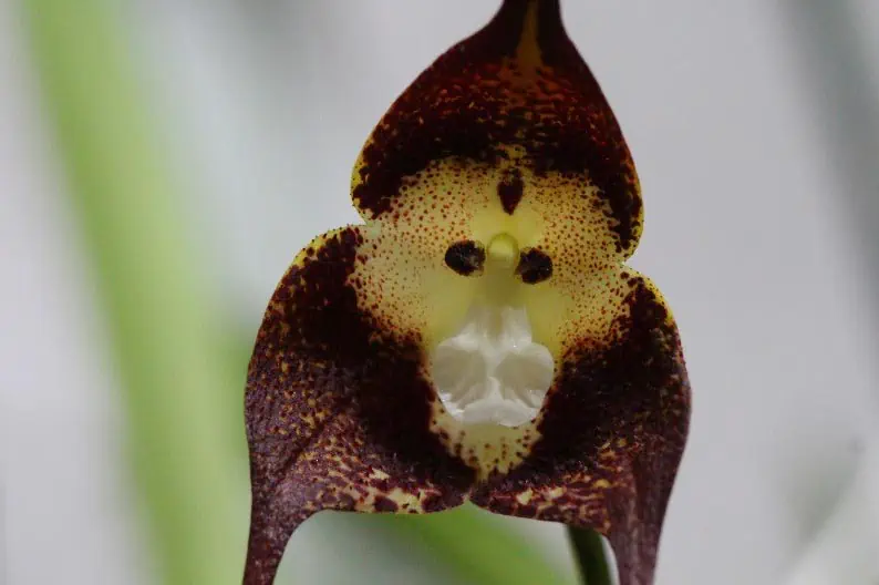 Orchidée tête de singe