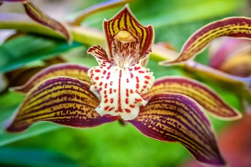 Orchidée brune tropicale