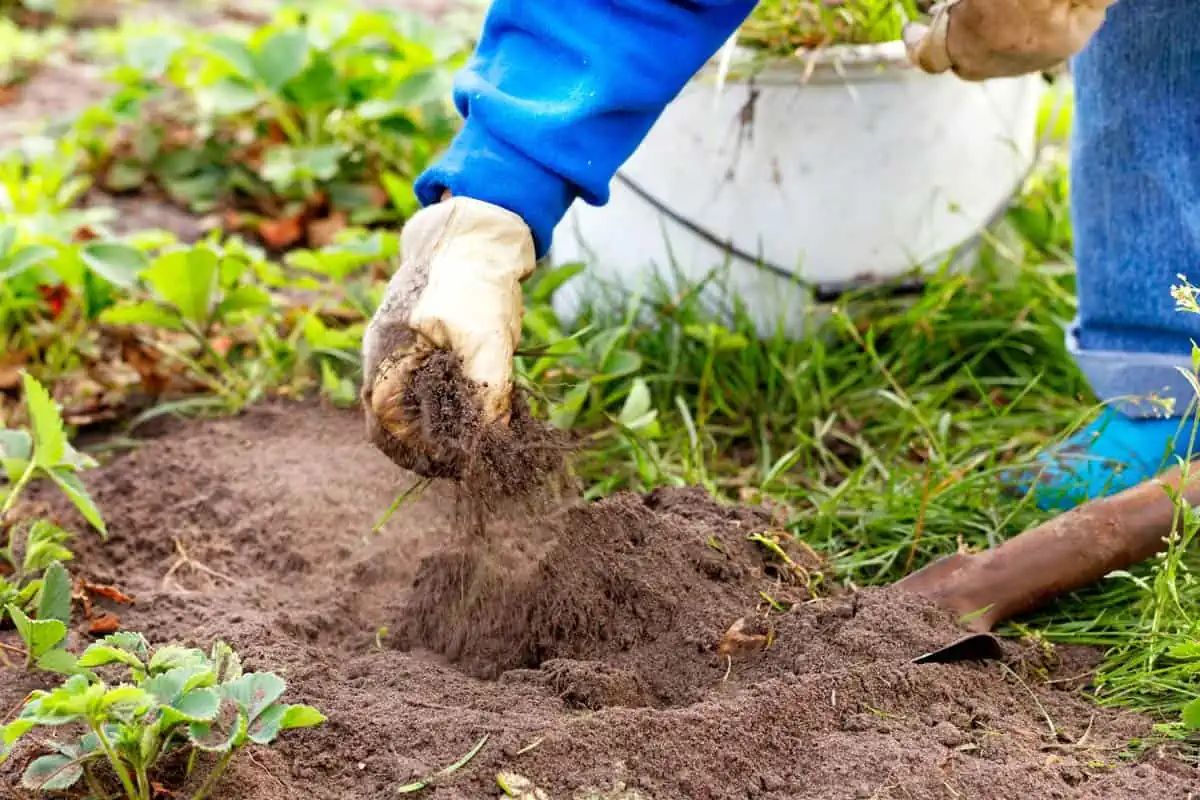 labourage de terrain pour supprimer les orties