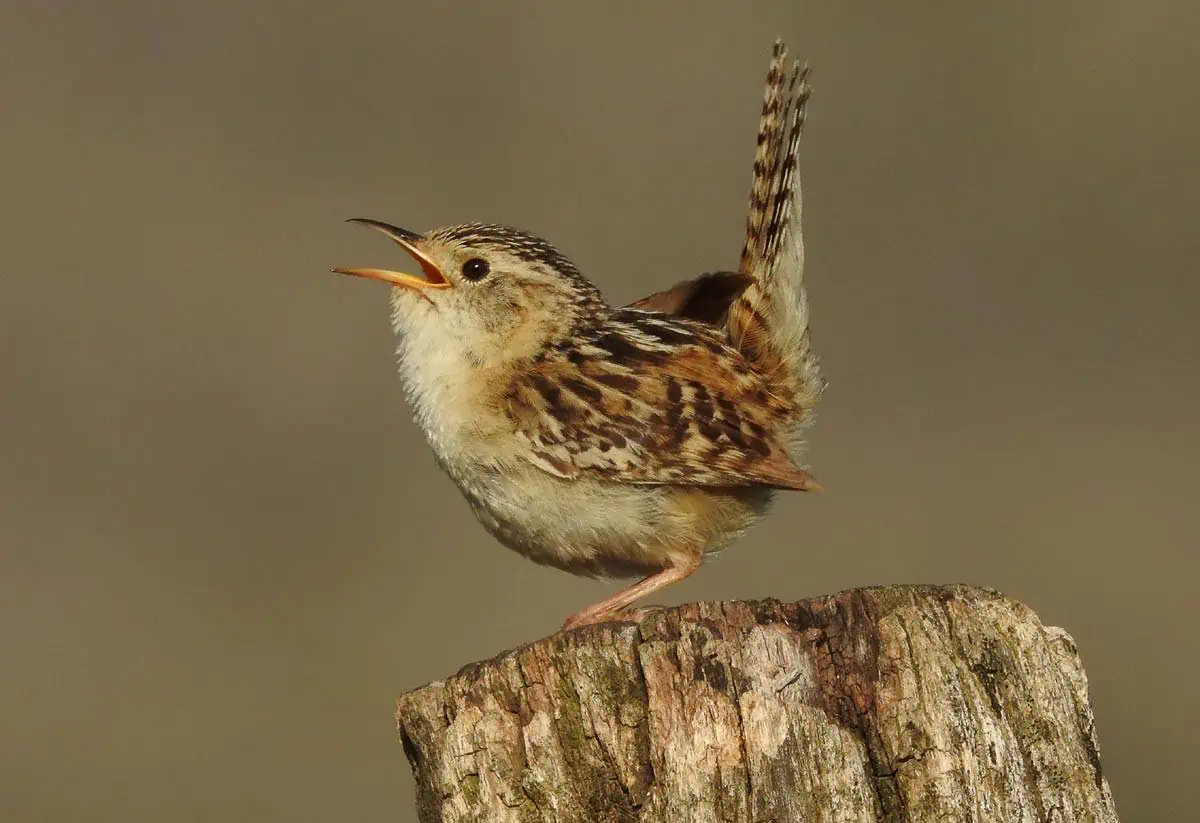 Petits oiseaux