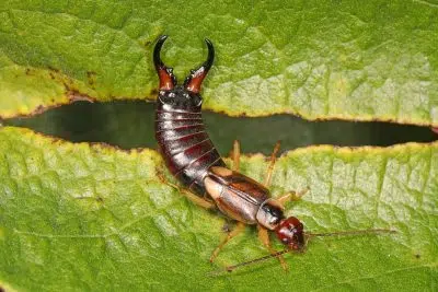 Connaissez-vous la légende du pince-oreilles ou perce-oreilles