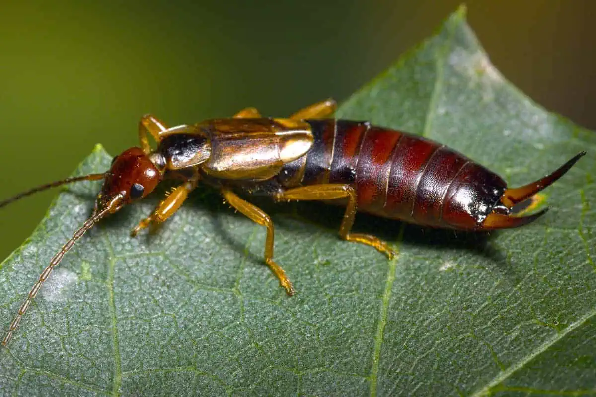 Le perce-oreille est un insecte dermaptère polyphage.