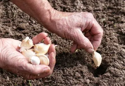 Planter de l'ail en janvier