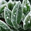 Vague de froid au jardin : quelles plantes rustiques peuvent survivre aux gelées ?