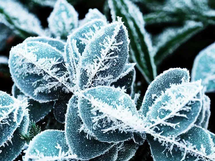 Plante gelée par le froid hivernal