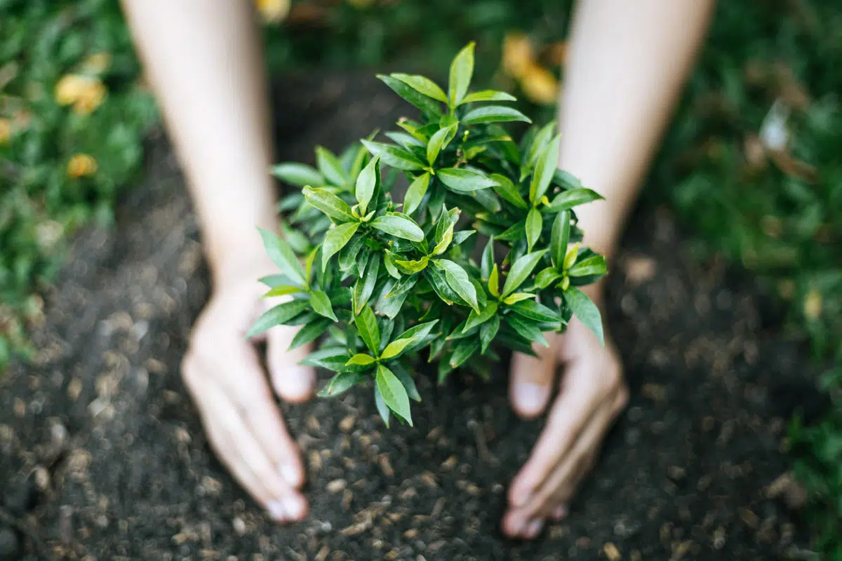 Arbre fraîchement planté.