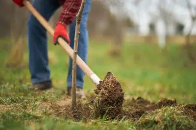 Pourquoi planter des arbres et des haies en hiver