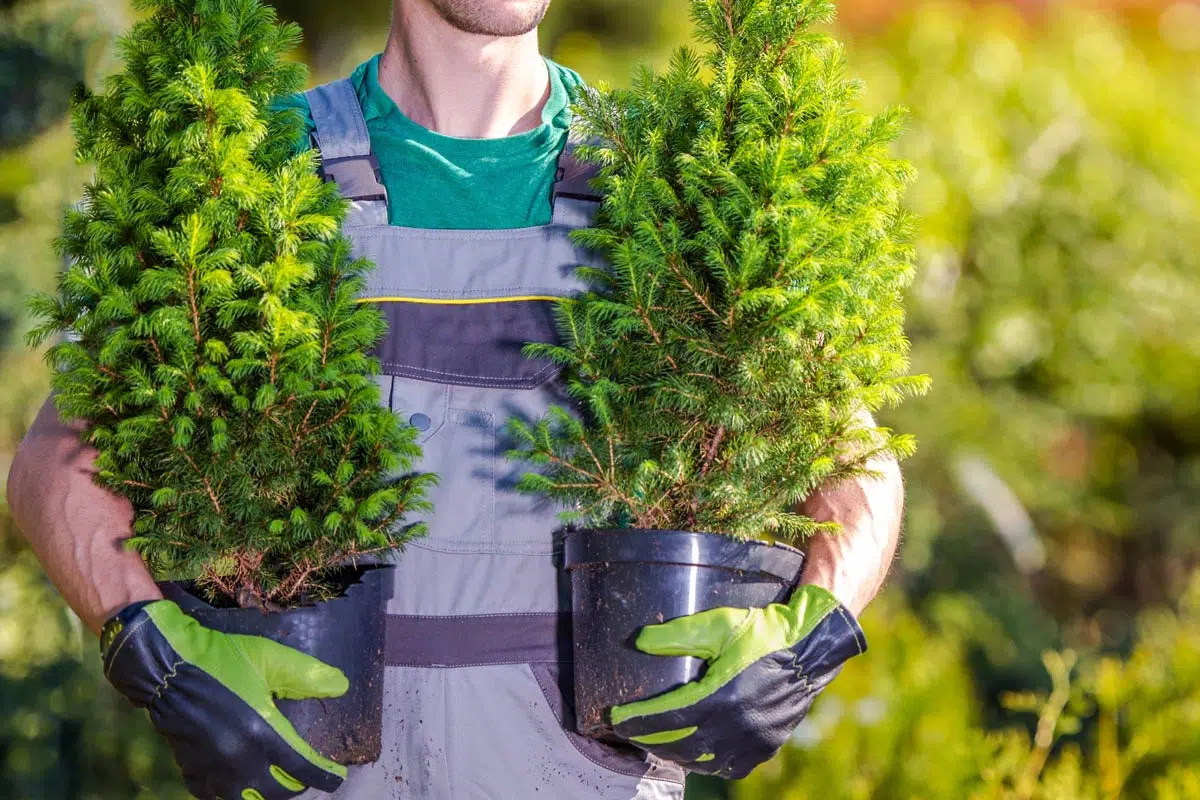 Arbustes prêts à être plantés.