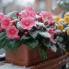 3 plantes superbes en hiver pour le balcon