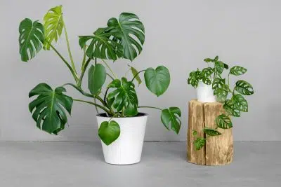 Plantes d'intérieur pour les débutants