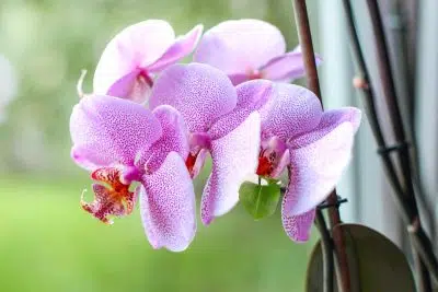 Pot spécial orchidée