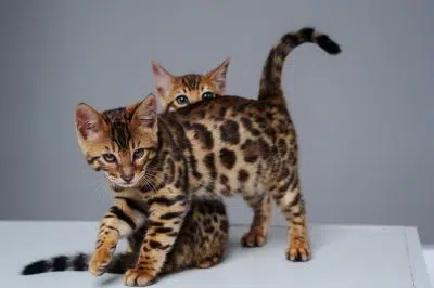 Chat Bengal