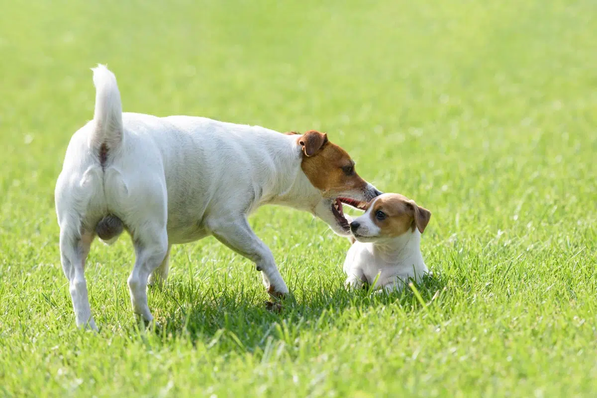 Prix Jack Russell terrier