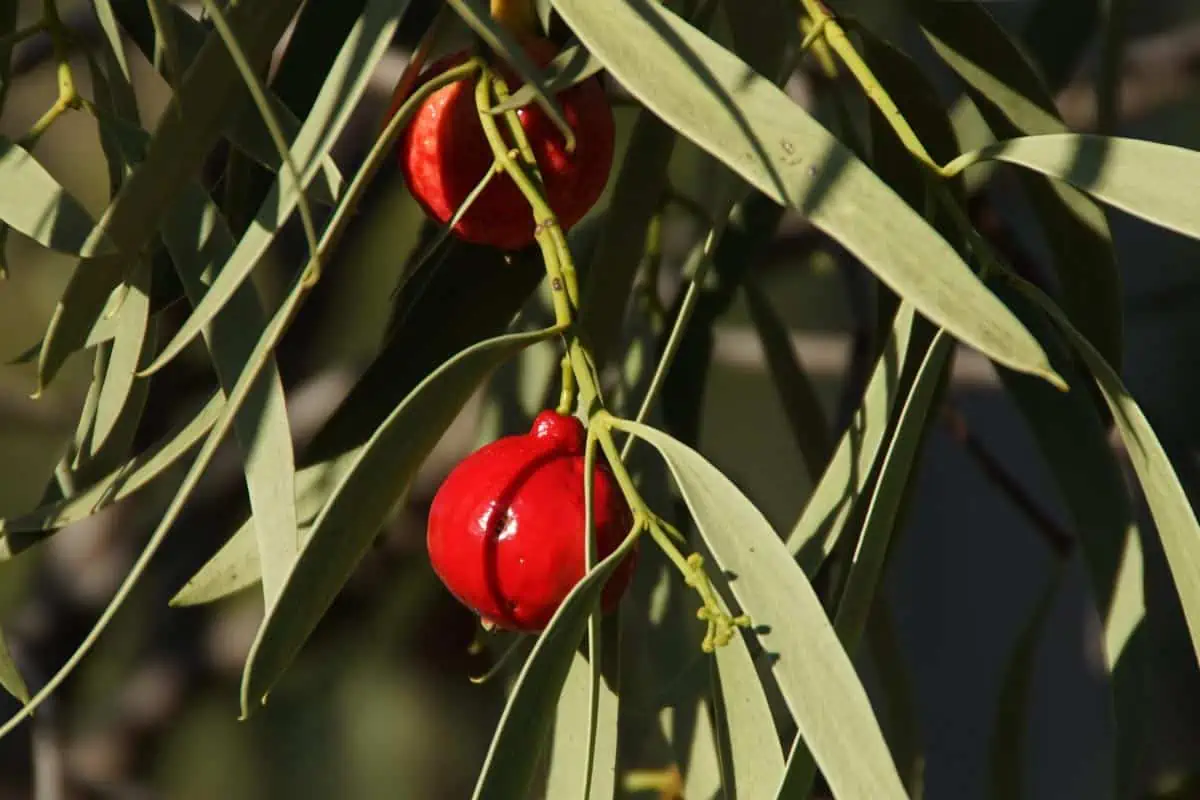 Quandong