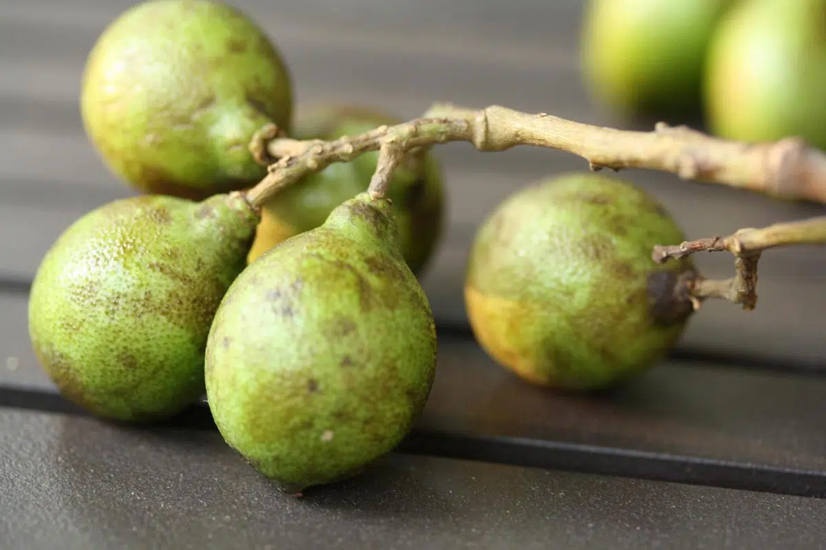 Quénette, un fruit dont le nom commence par la lettre Q