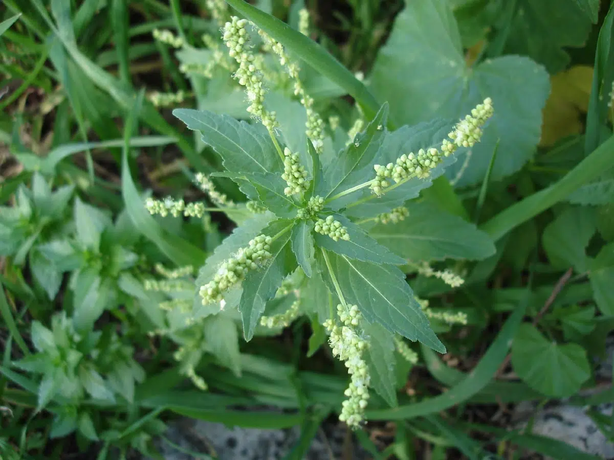 Quinoa