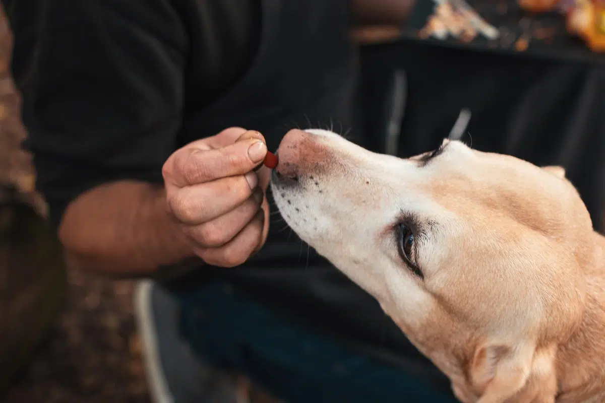 Récompenser le chien