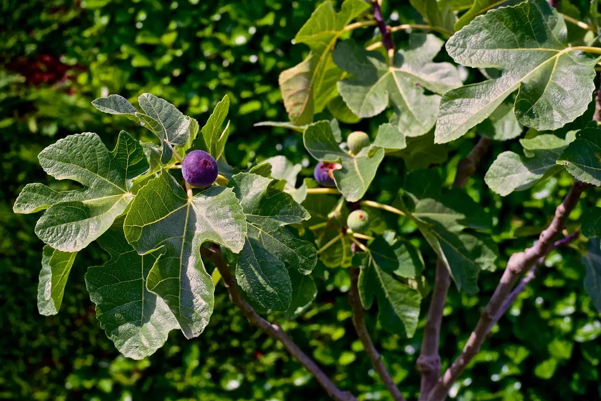 Variété de figuier