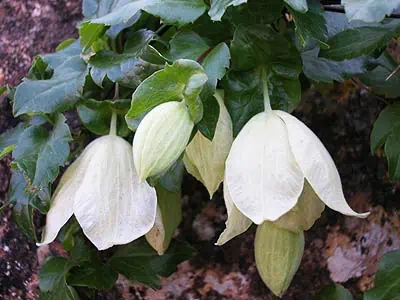 La clématite d'hiver (Clematis cirrhosa)