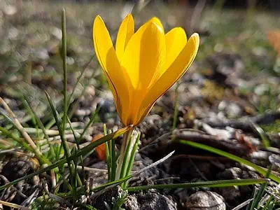 Le crocus botanique (Crocus chrysanthus)