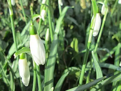 Le perce-neige (Galanthus)