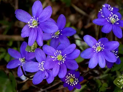 L'anémone hépatique (Hepatica nobilis)