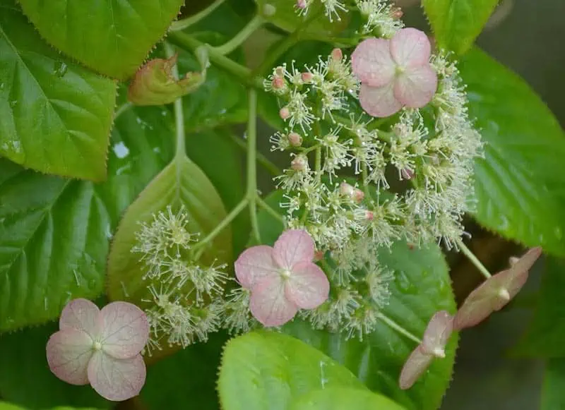 Hydrangea anomala ‘Crug Coral’