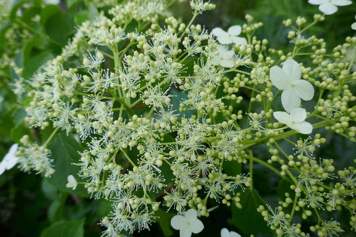 Hydrangea anomala subsp. Petioralis ‘Silver Lining’