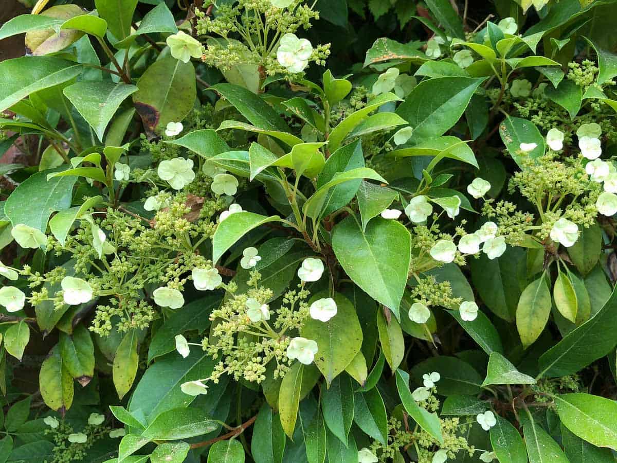 Hydrangea seemanii