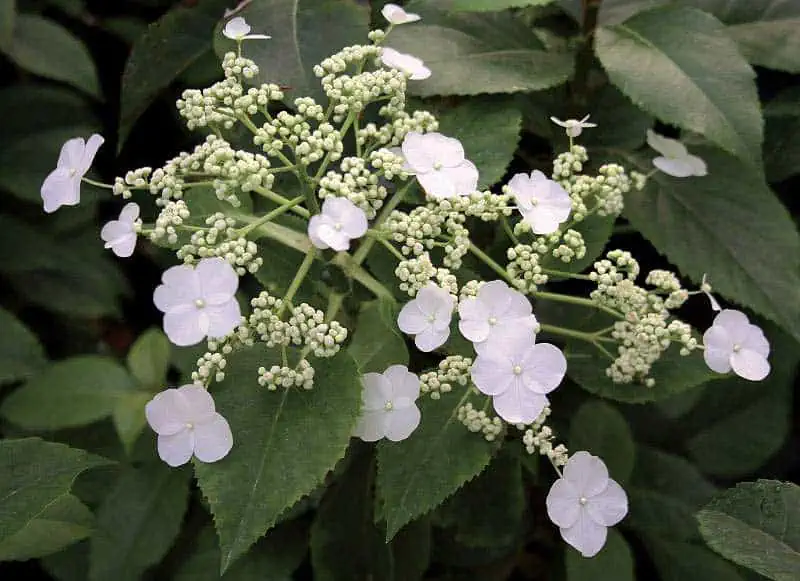 Hydrangea semiola