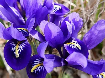 L'iris réticulé (Iris reticulata)