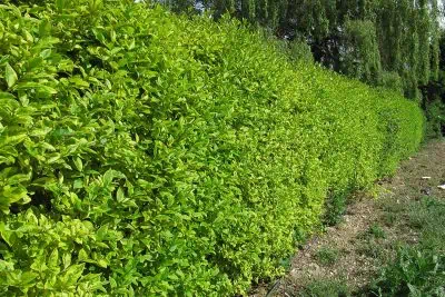 Ligustrum ovalifolium