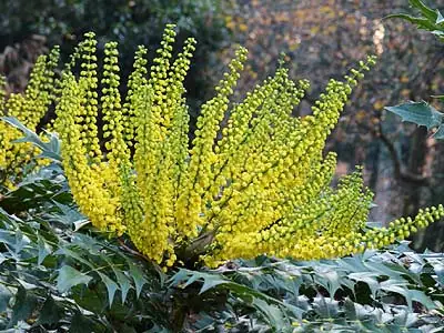 Le mahonia (Mahonia)