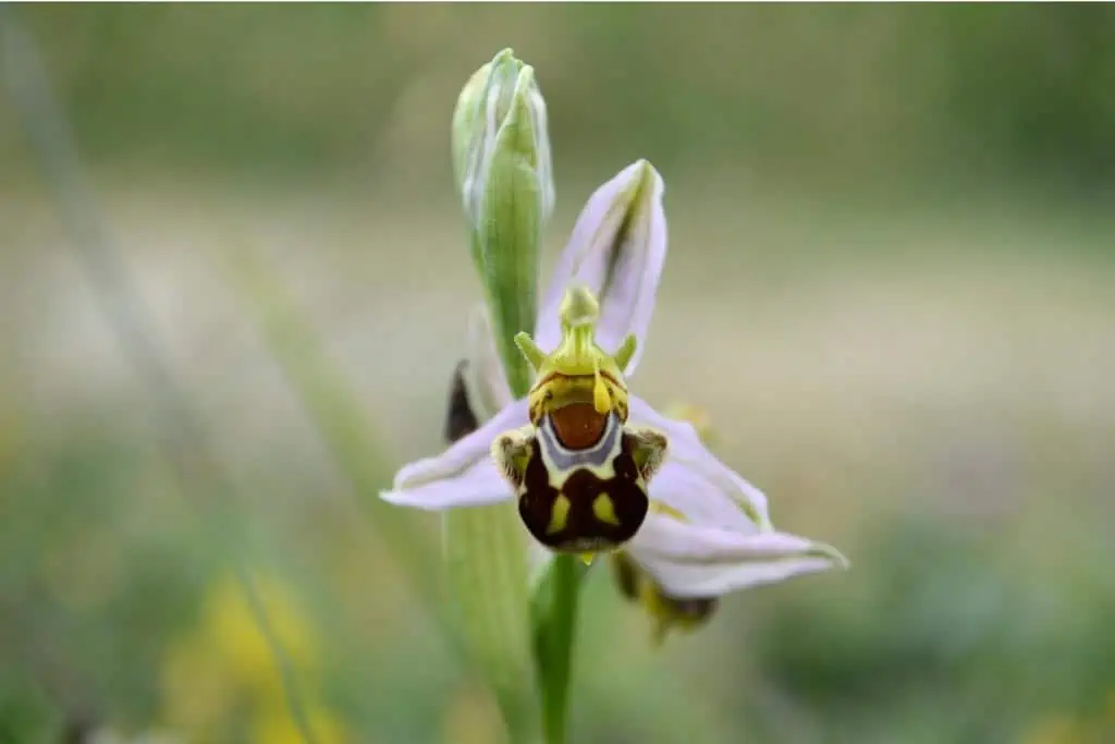 Orchis apifera