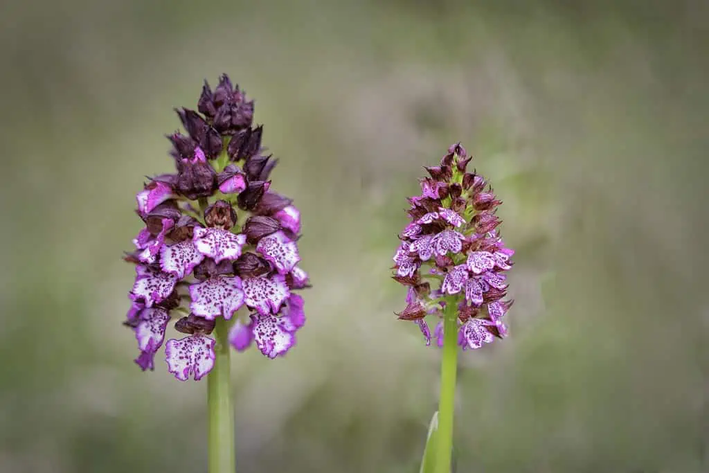 Orchis purpurea