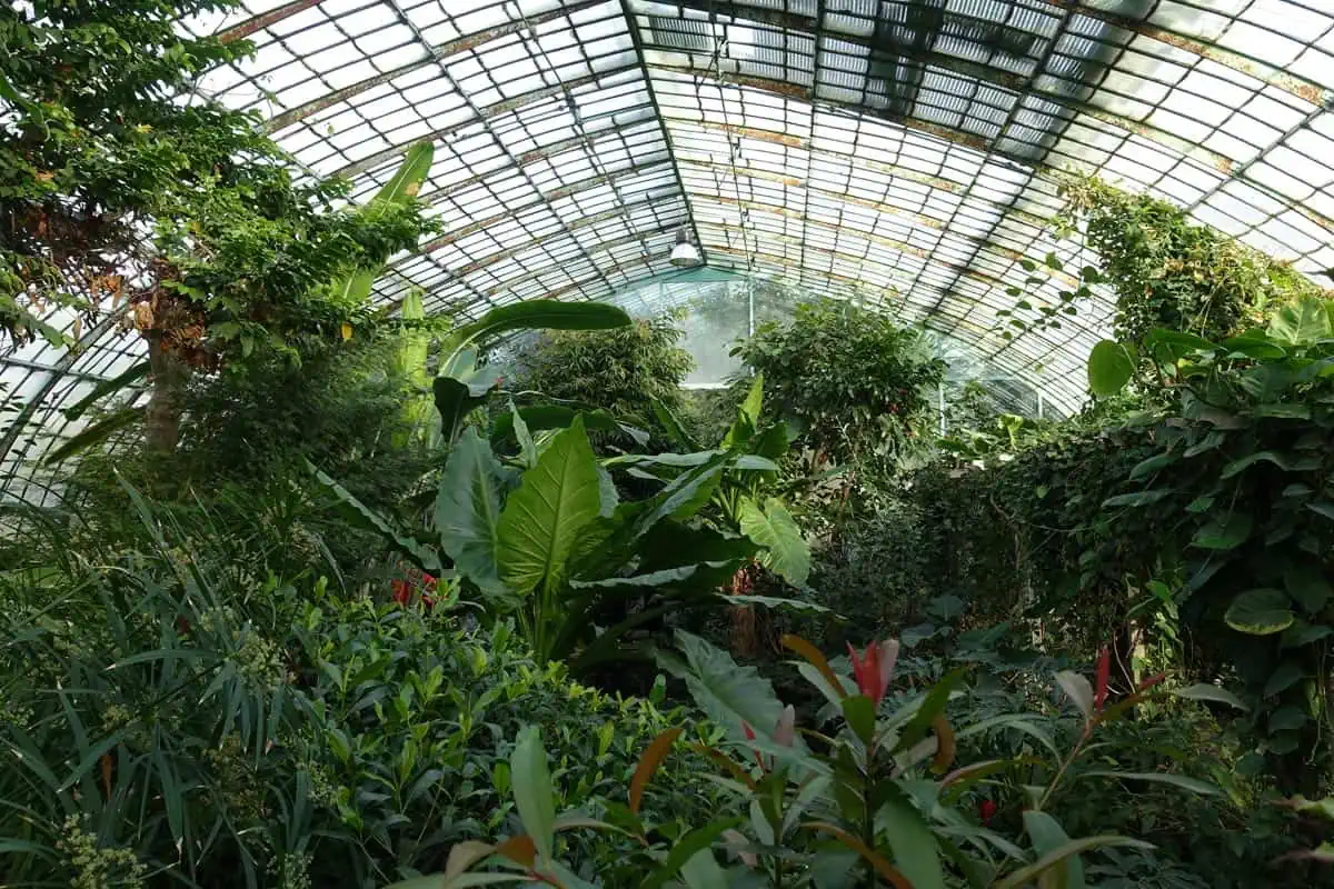 Palmarium greenhouse