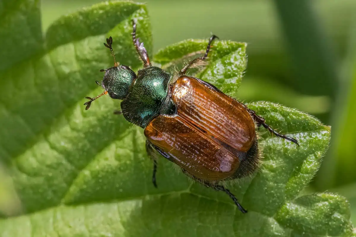 Scarabée japonais (Popillia japonica)