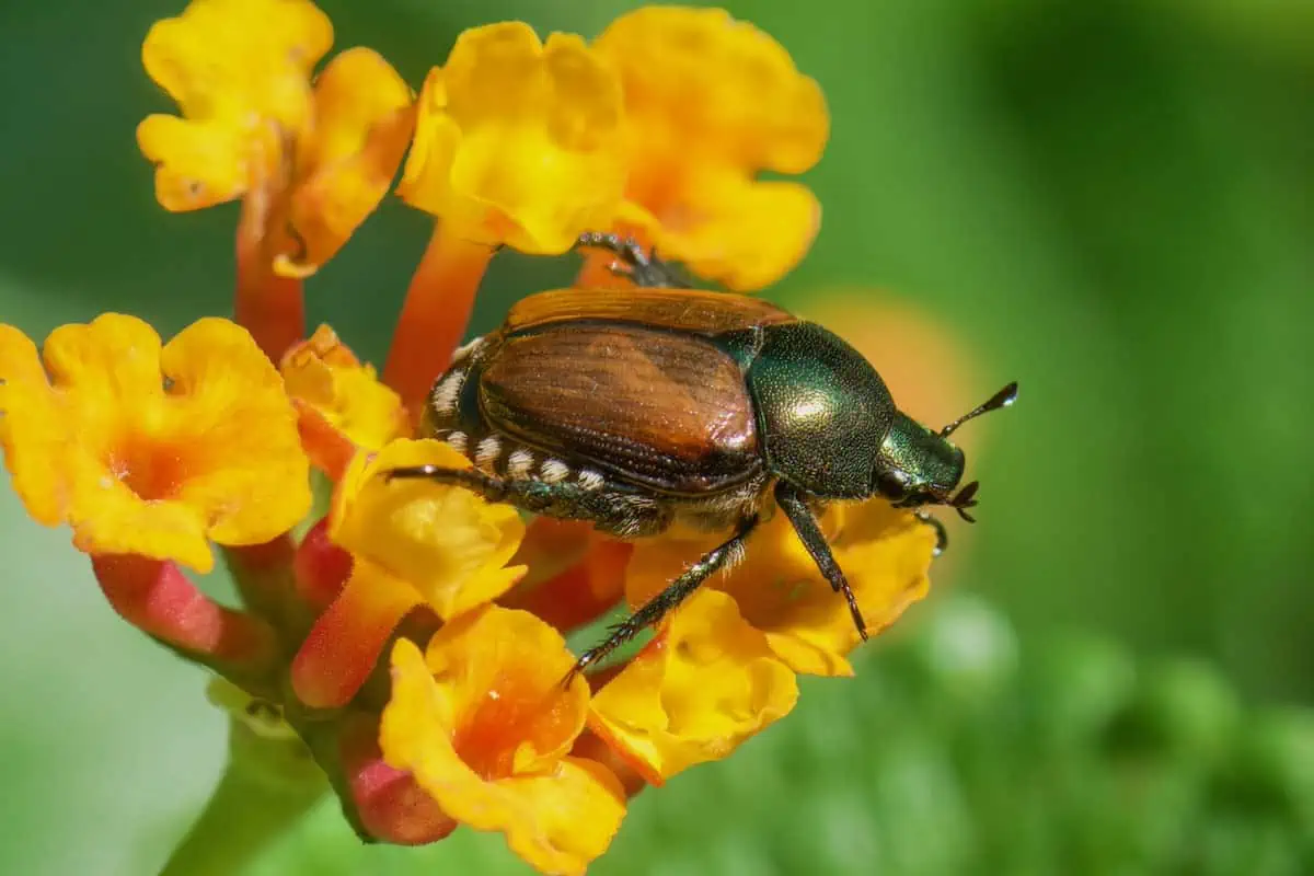 Scarabée japonais dans le jardin.