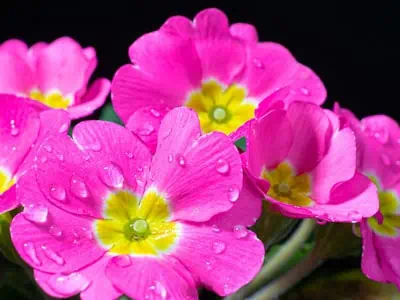 La primevère des jardins (Primula acaulis)