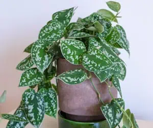 Le pothos (Scindapsus)