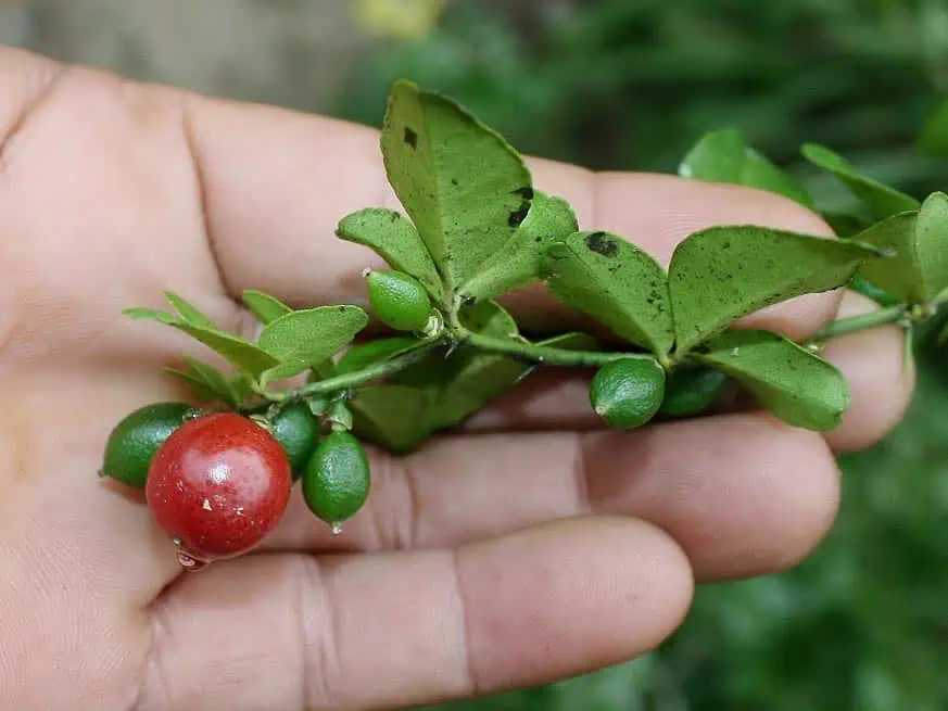 Triphasia trifolia