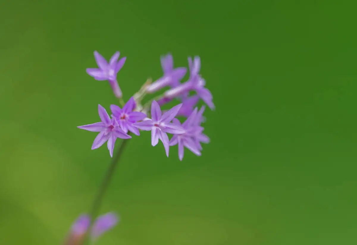 Tulbaghia