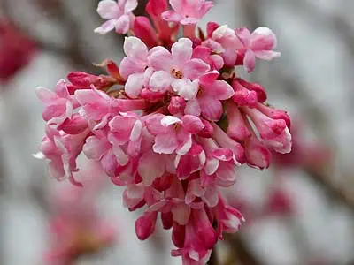 La viorne d'hiver (Viburnum bodnantense)