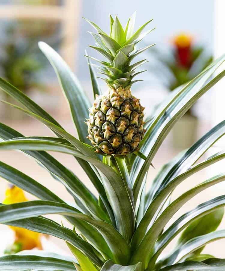ananas comosus
