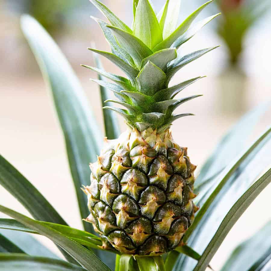 Ananas comosus