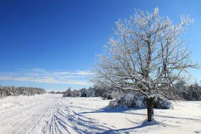 Comment les arbres supportent le froid de l'hiver