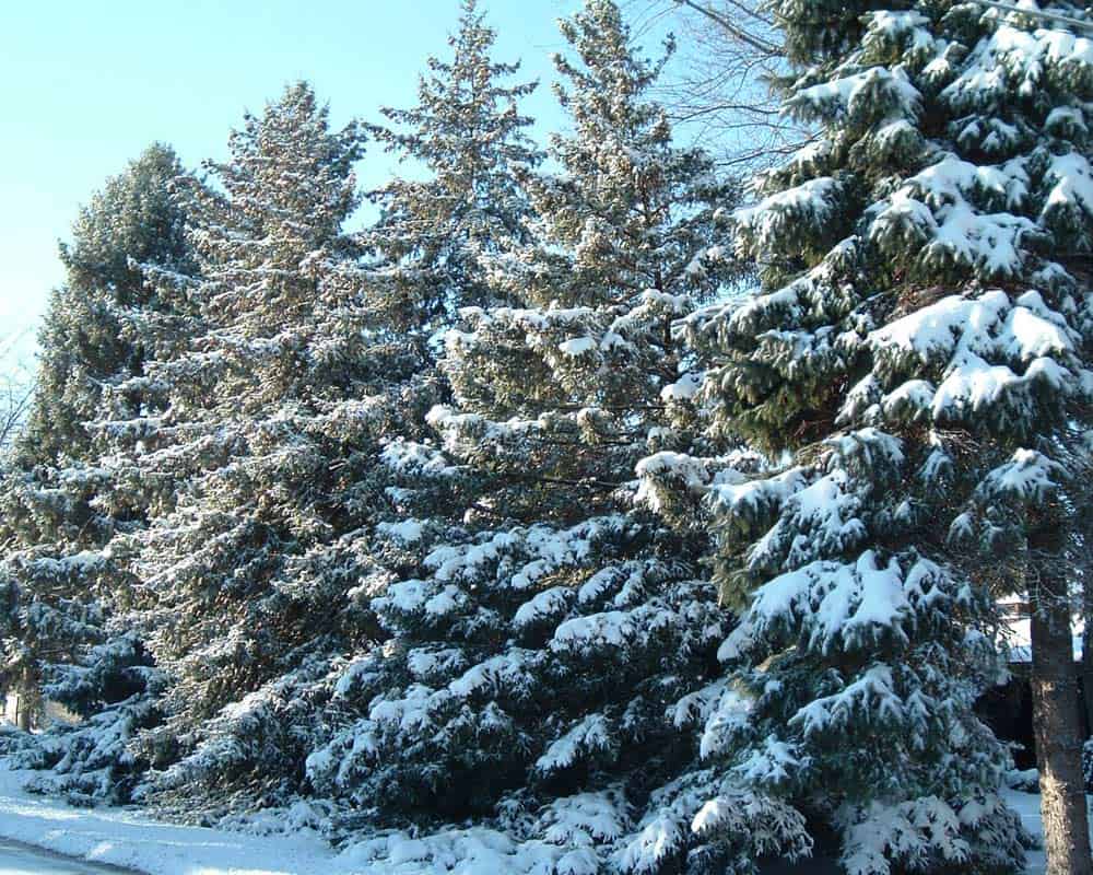 Les arbres entrent en dormance en hiver.