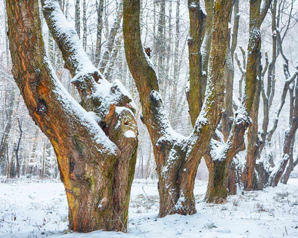 Troncs d'arbre sous la neige.